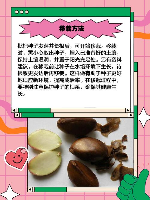 如何种枇杷籽:从种子到结果全流程操作指南 总结:从种子到结果的完整周期