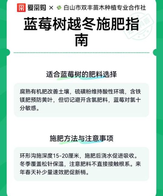 蓝莓树冬季越冬全攻略：基于气候分区的防寒实操指南