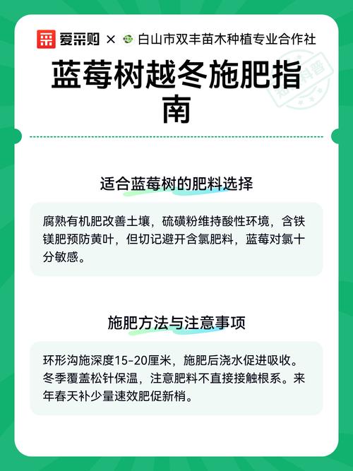 蓝莓树冬季越冬全攻略:基于气候分区的防寒实操指南 蓝莓树冬季越冬全攻略:基于气候分区的防寒实操指南