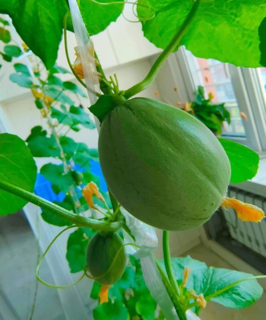 哈密瓜怎么种植？从选时到缓苗的完整栽培指南