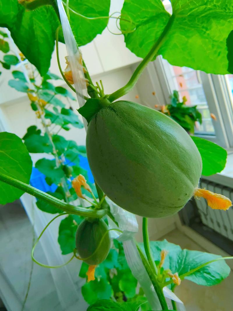 哈密瓜怎么种植?从选时到缓苗的完整栽培指南 哈密瓜怎么种植?从选时到缓苗的完整栽培指南