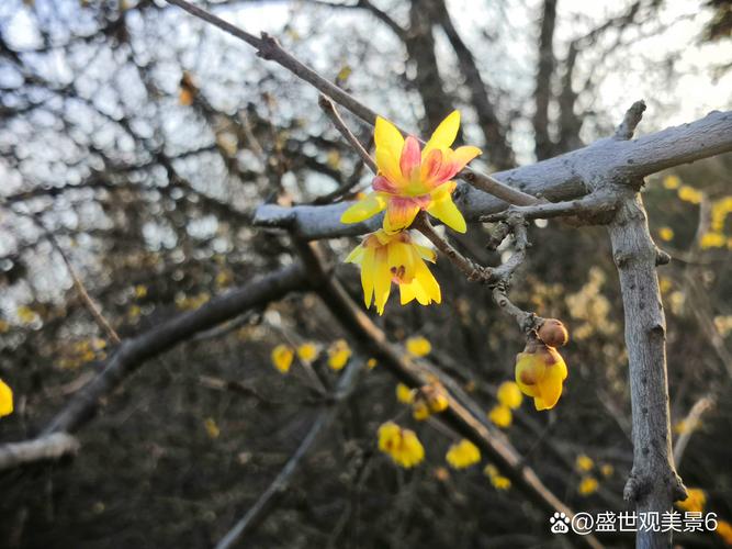 腊梅花树长什么样?一文读懂腊梅的形态特征与识别技巧 腊梅花树长什么样?一文读懂腊梅的形态特征与识别技巧