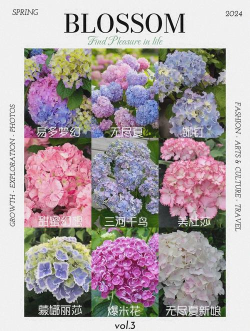 绣球花一年开几次花?品种选择与促花养护全攻略 光照与水肥精准方案