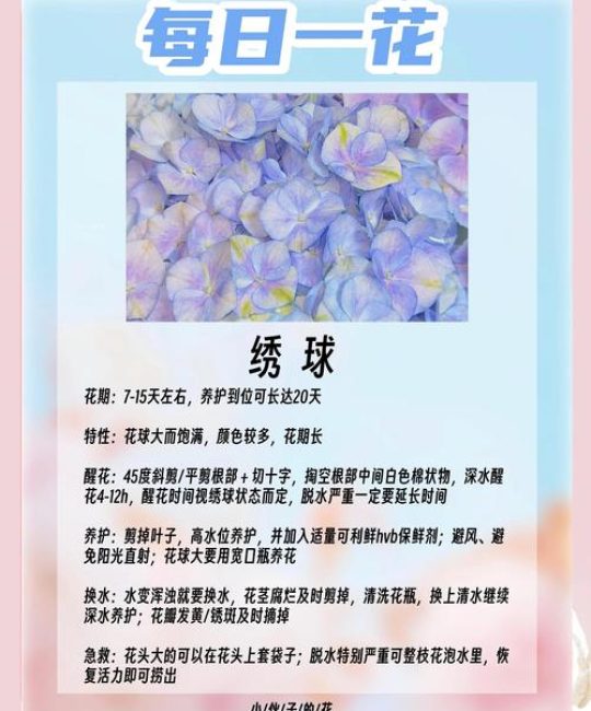 绣球花一年开几次花？品种选择与促花养护全攻略