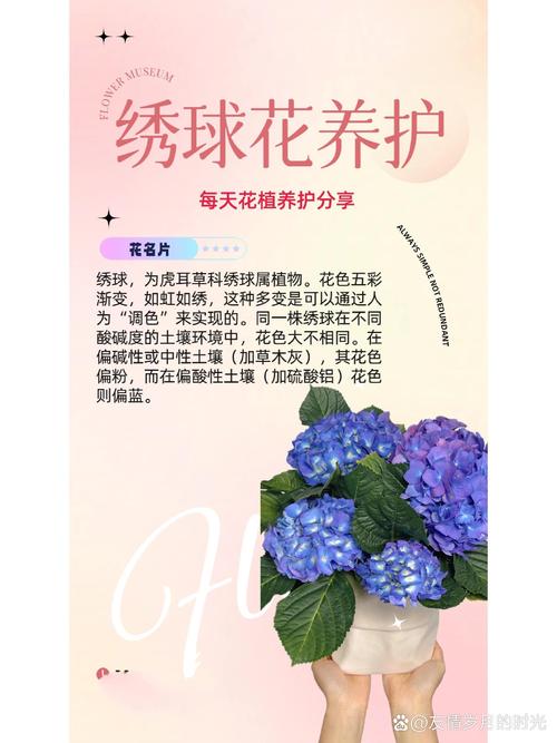绣球花一年开几次花?品种选择与促花养护全攻略 盆栽与地栽选择决策
