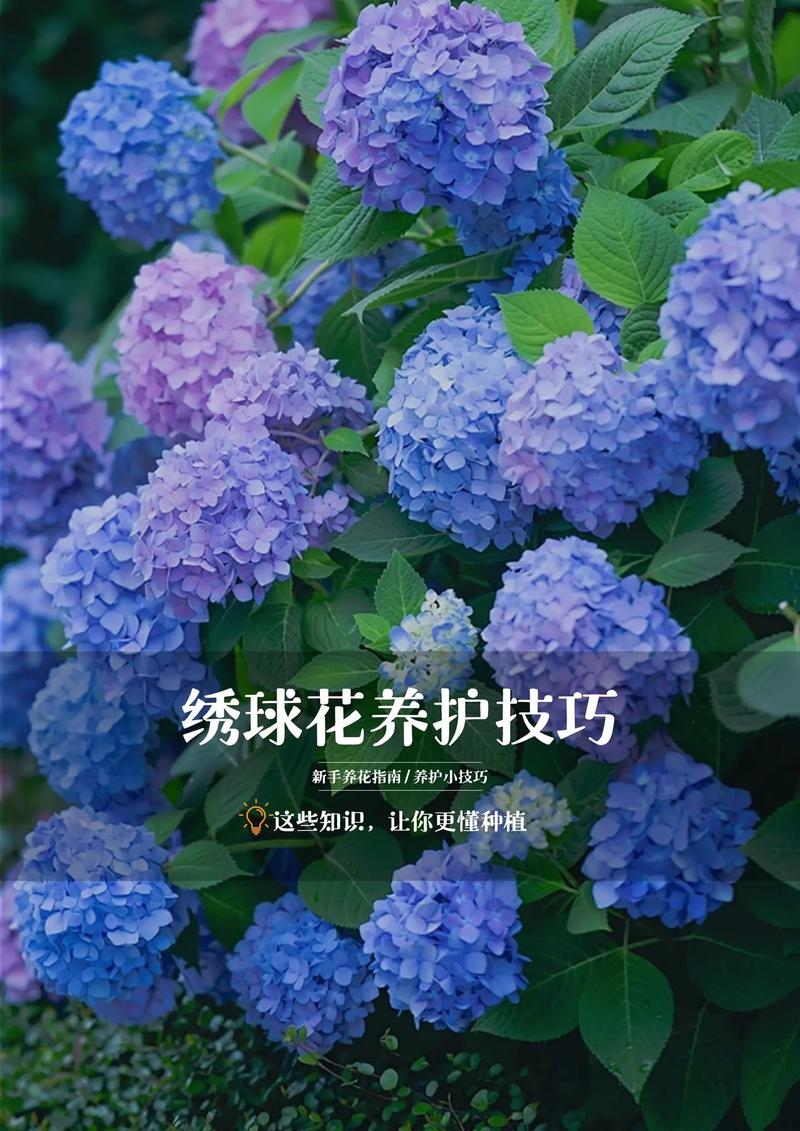 绣球花一年开几次花?品种选择与促花养护全攻略 常见误区与纠正