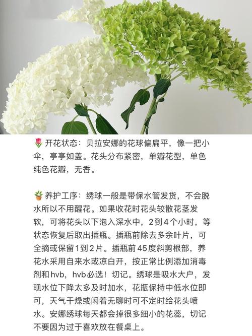 绣球花一年开几次花?品种选择与促花养护全攻略 总结
