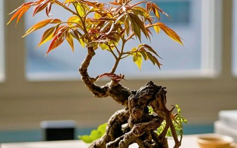 香椿矮化最佳方法：家庭阳台种植的控高与修剪技巧