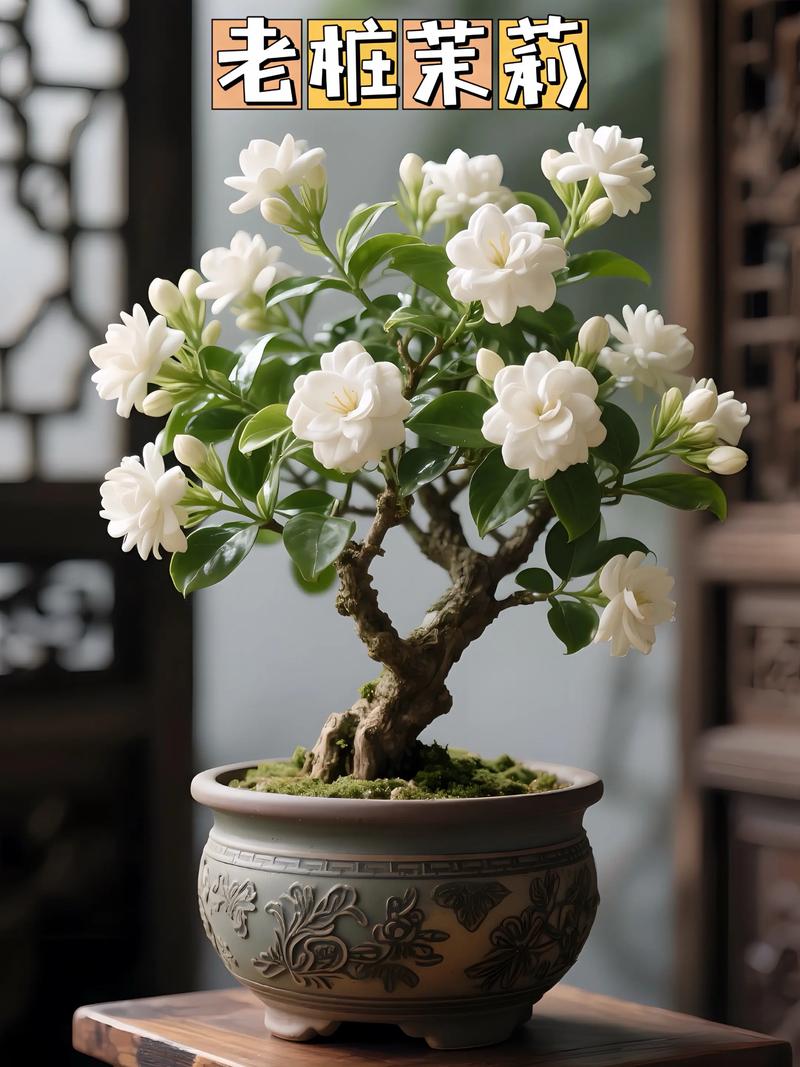 茉莉花能养成树吗?掌握这5个关键技巧,轻松打造芬芳小树 引言