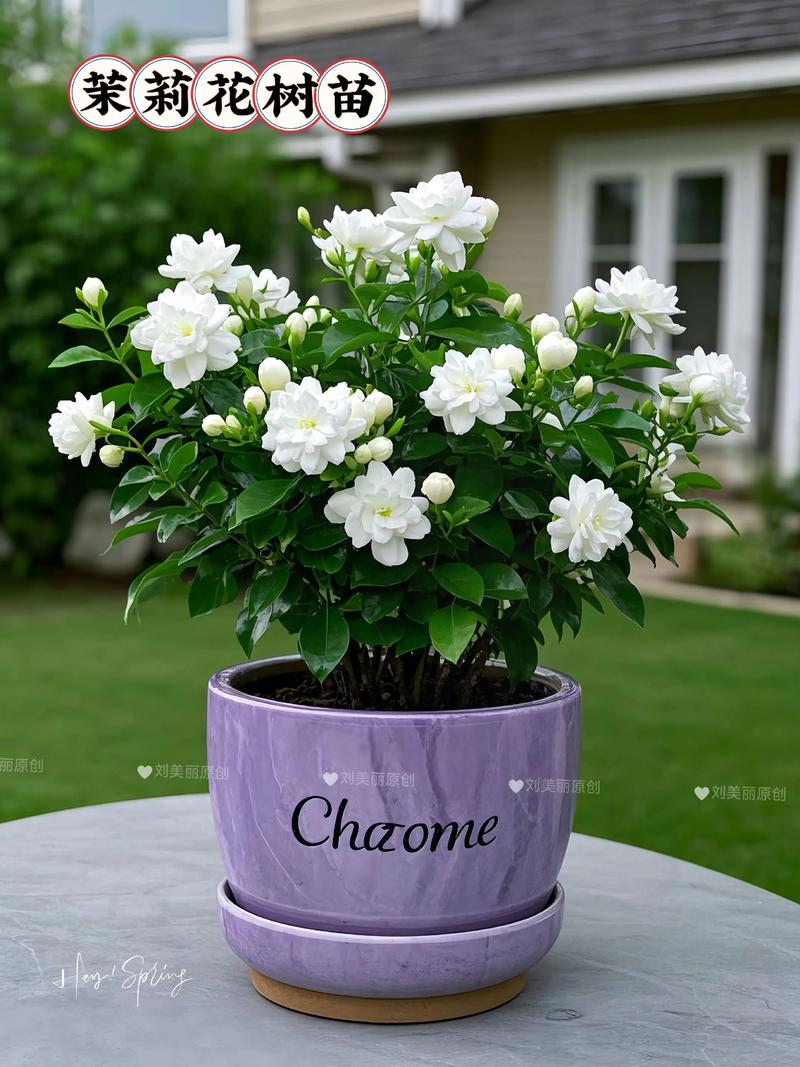 茉莉花能养成树吗?掌握这5个关键技巧,轻松打造芬芳小树 第三步:打顶塑形,培育圆润树冠