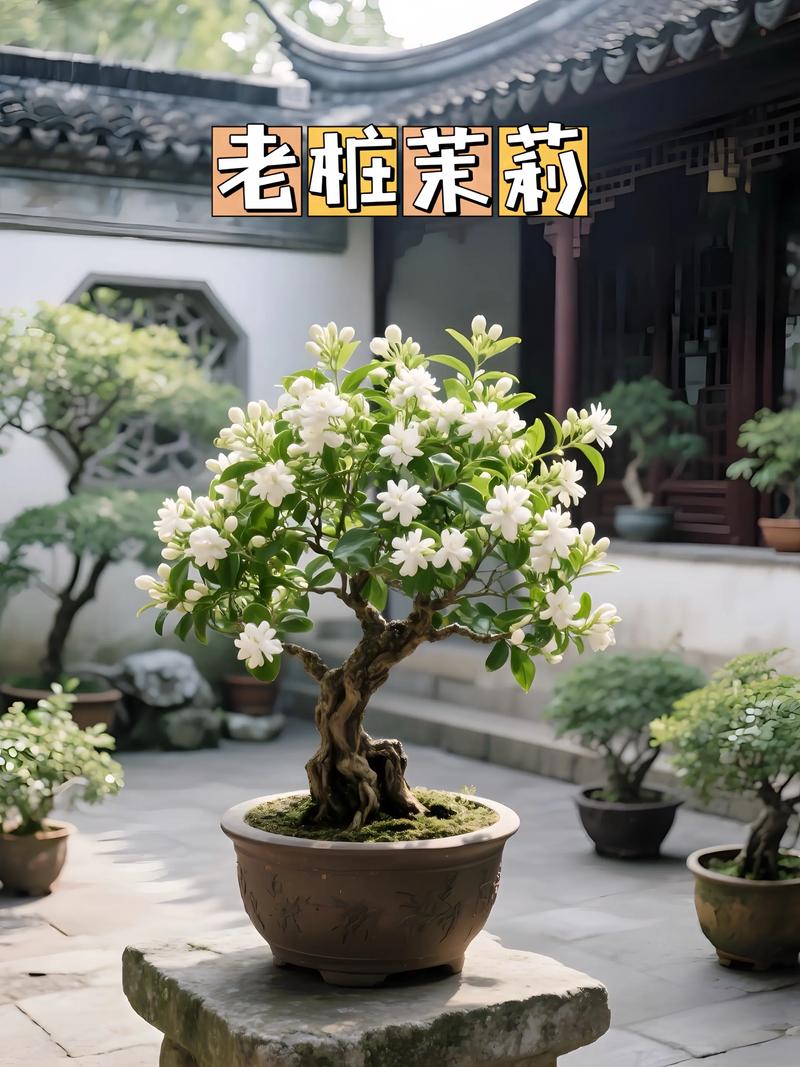 茉莉花能养成树吗?掌握这5个关键技巧,轻松打造芬芳小树 第一步:挑对苗,成功一半