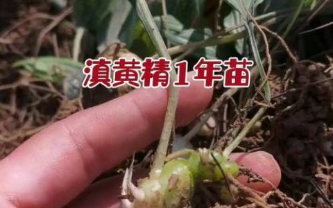 黄精苗一般多少钱？2025年市场参考价格与影响因素全解析