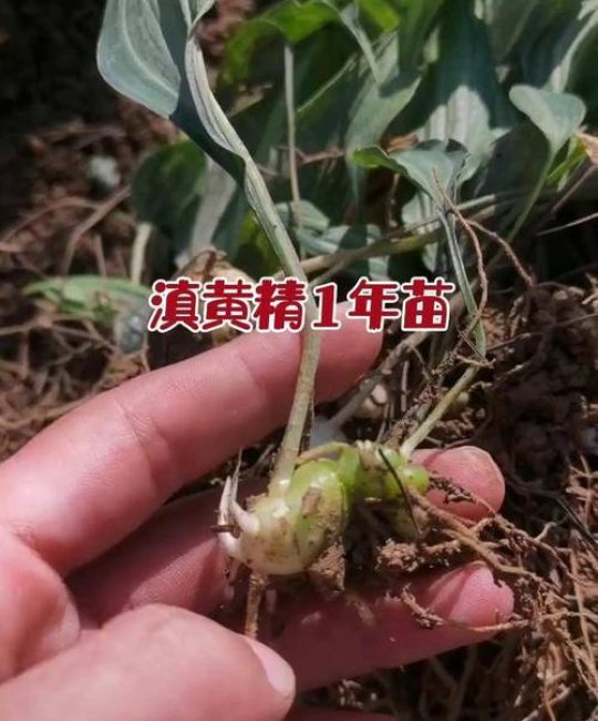 黄精苗一般多少钱？2025年市场参考价格与影响因素全解析