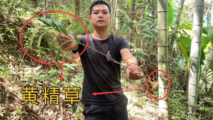 黄精苗一般多少钱?2025年市场参考价格与影响因素全解析 一、规格:苗龄与根茎大小决定价格基础