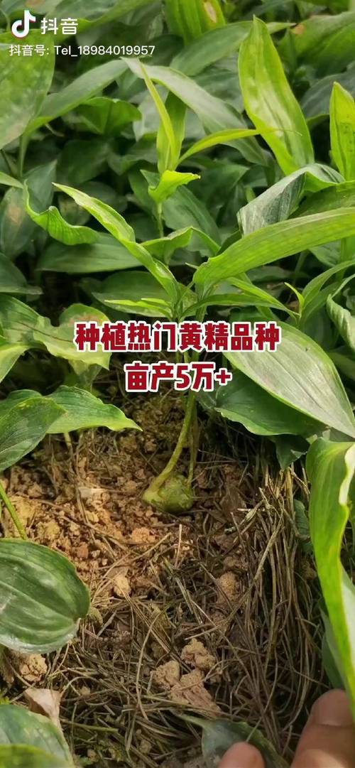 黄精苗一般多少钱?2025年市场参考价格与影响因素全解析 FAQ