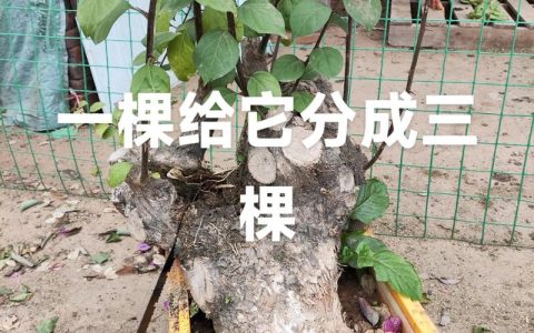 三角梅怎样修剪开花多？促花养护全指南