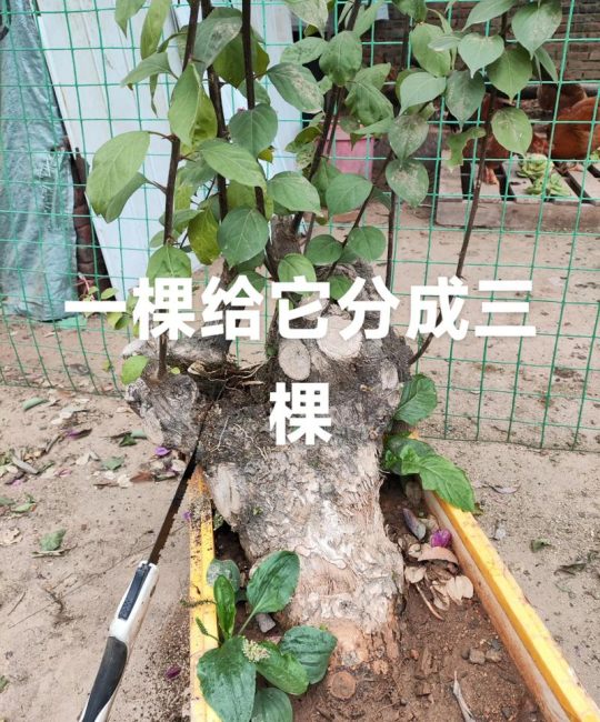 三角梅怎样修剪开花多？促花养护全指南