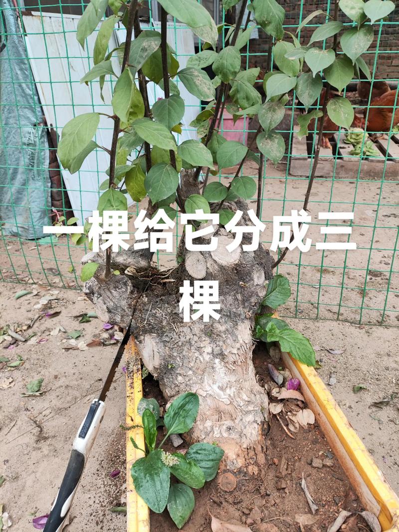 三角梅怎样修剪开花多?促花养护全指南 三角梅怎样修剪开花多?促花养护全指南
