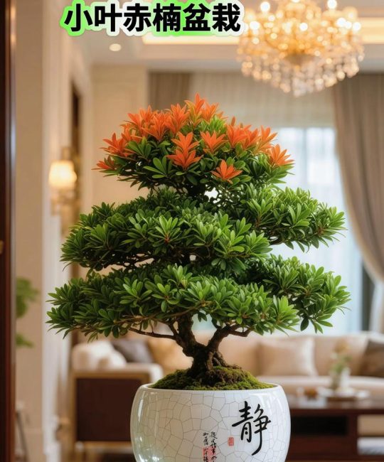 金丝楠木是四季常青植物吗？习性解析与南北养护指南