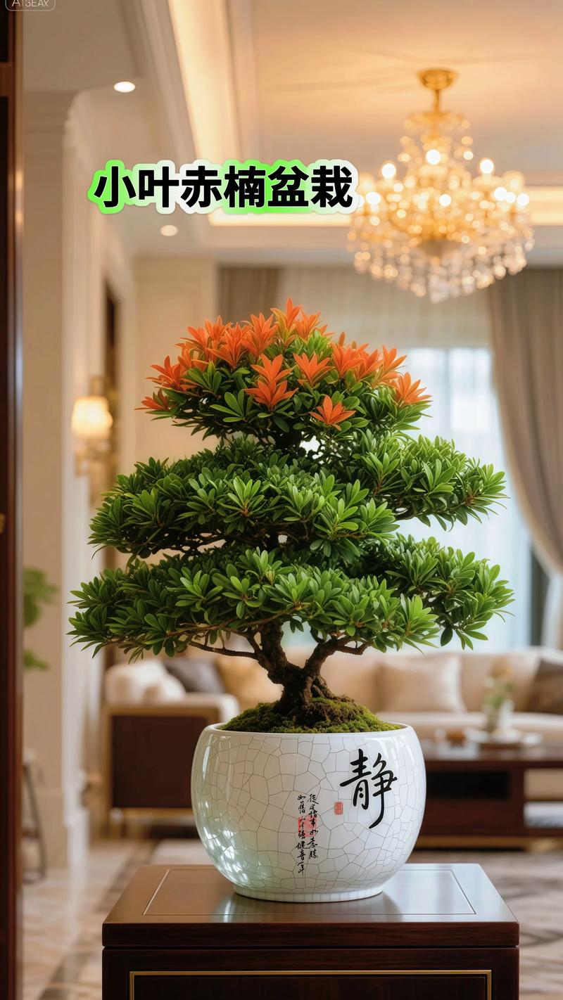 金丝楠木是四季常青植物吗？习性解析与南北养护指南