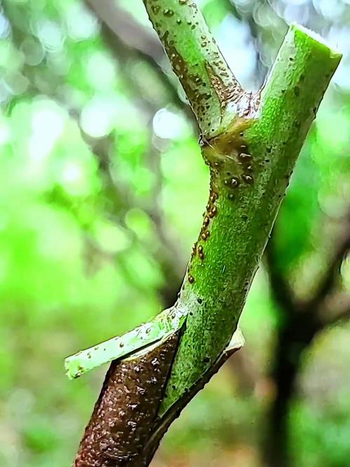 洋槐树能嫁接什么果树?——嫁接专家给出的精准答案与操作指南 为什么洋槐树不能嫁接大多数果树?——植物学与生物学原理