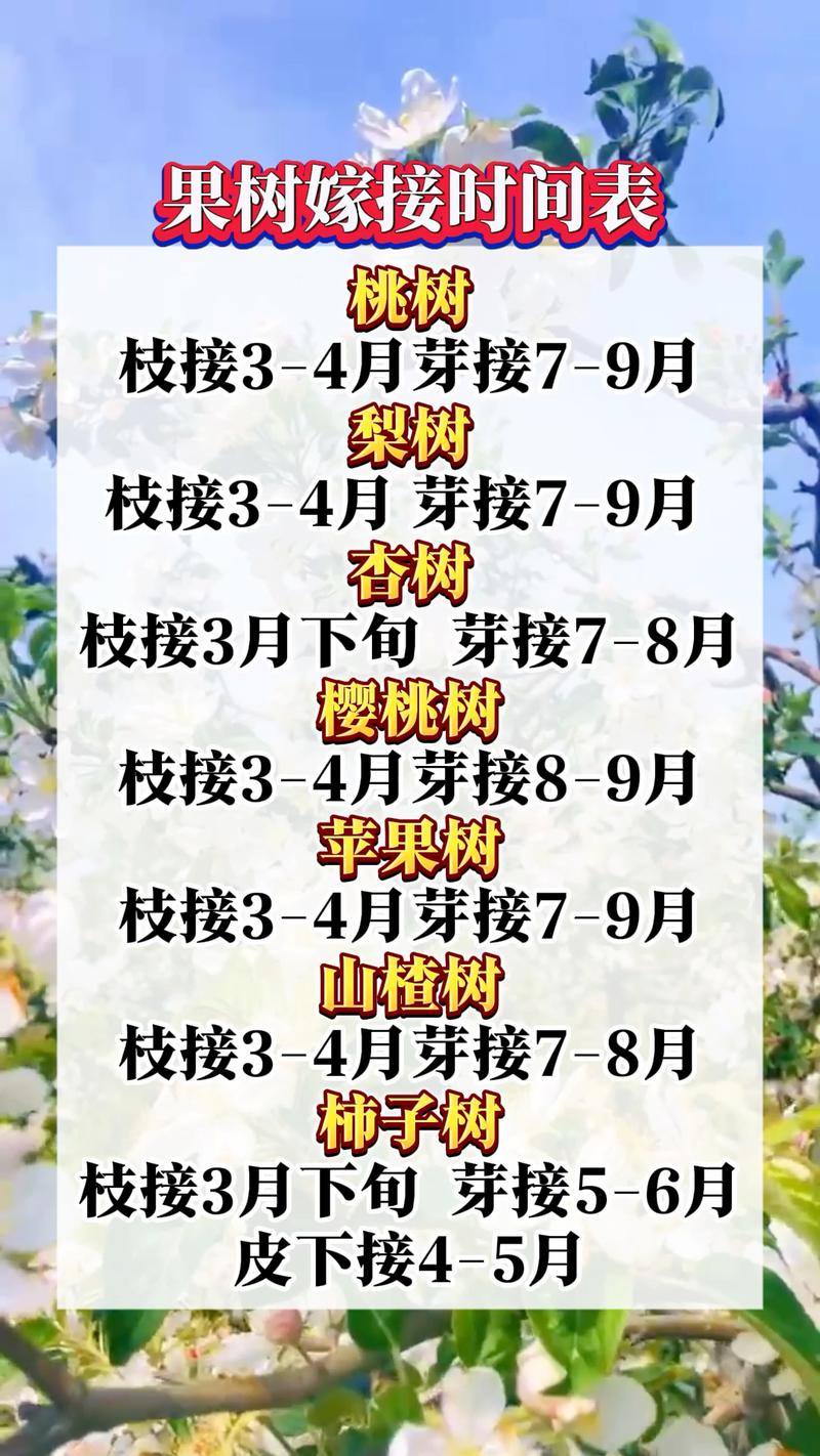 洋槐树能嫁接什么果树?——嫁接专家给出的精准答案与操作指南 总结与验证