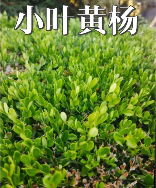 黄杨品种对比：黄杨最不值钱三个品种是哪些？