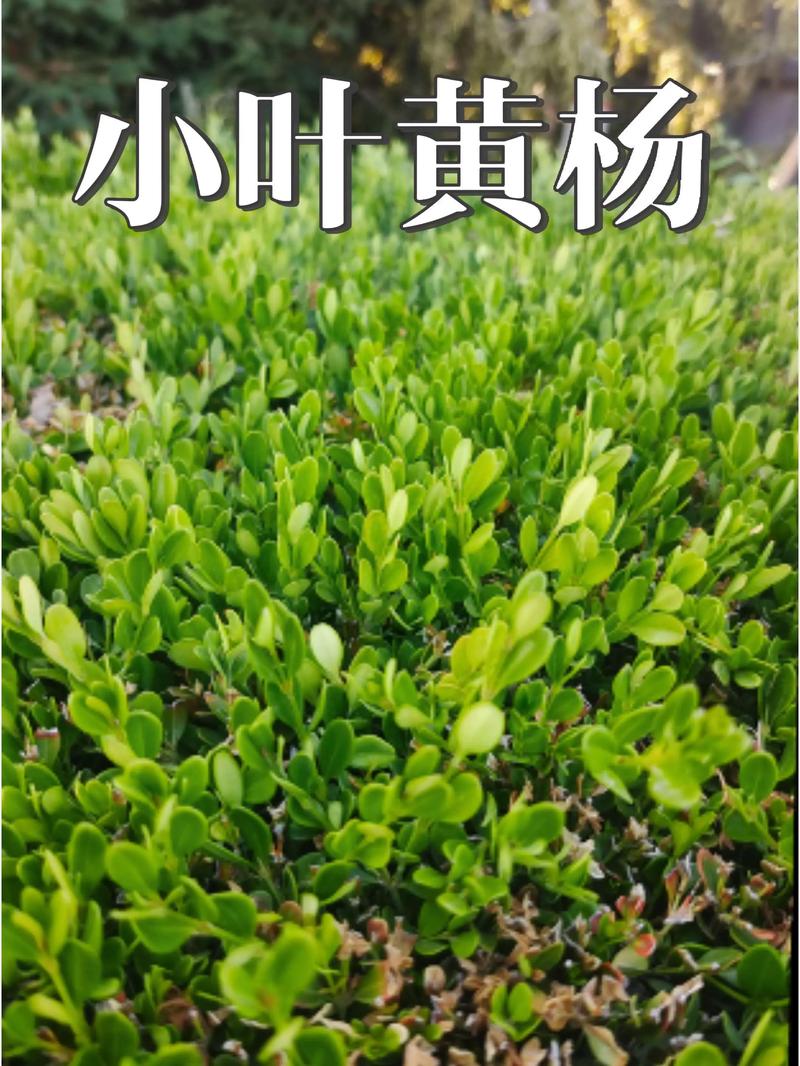 黄杨品种对比:黄杨最不值钱三个品种是哪些? 黄杨品种对比:黄杨最不值钱三个品种是哪些?