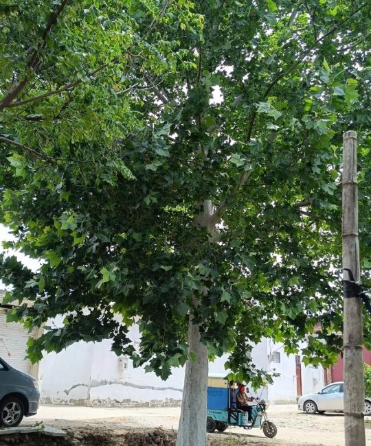 法桐树能种在自家院吗？庭院种植全攻略