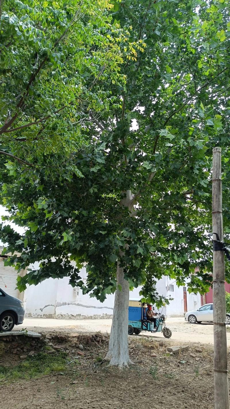 法桐树能种在自家院吗?庭院种植全攻略 为什么法桐适合种在院子里?