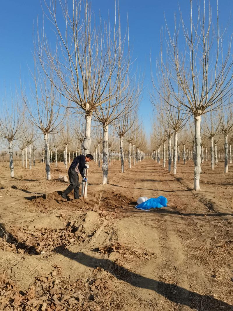 法桐树能种在自家院吗?庭院种植全攻略 种植位置:距离与光照