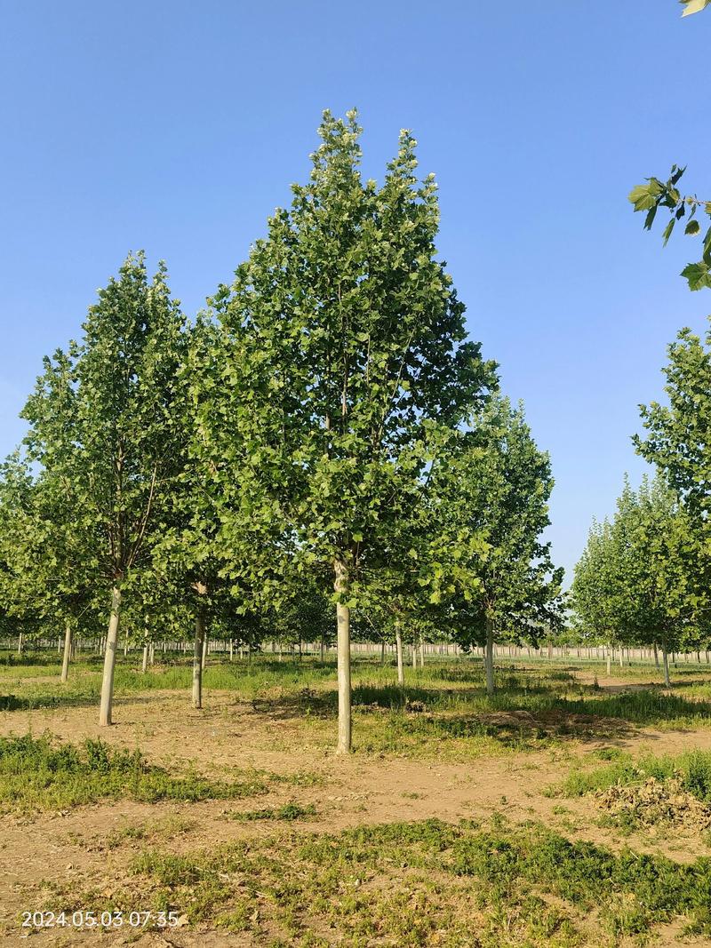 法桐树能种在自家院吗?庭院种植全攻略 最佳种植时间:春季或秋季