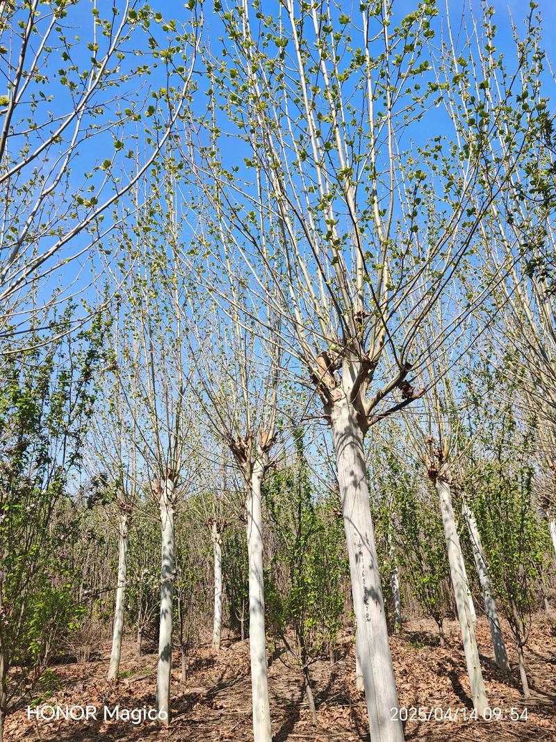 法桐树能种在自家院吗?庭院种植全攻略 土壤改良与整地