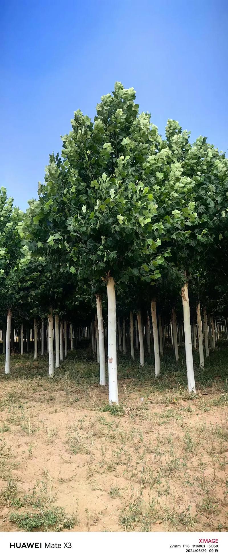 法桐树能种在自家院吗?庭院种植全攻略 栽植深度:根茎结合部与地面平齐