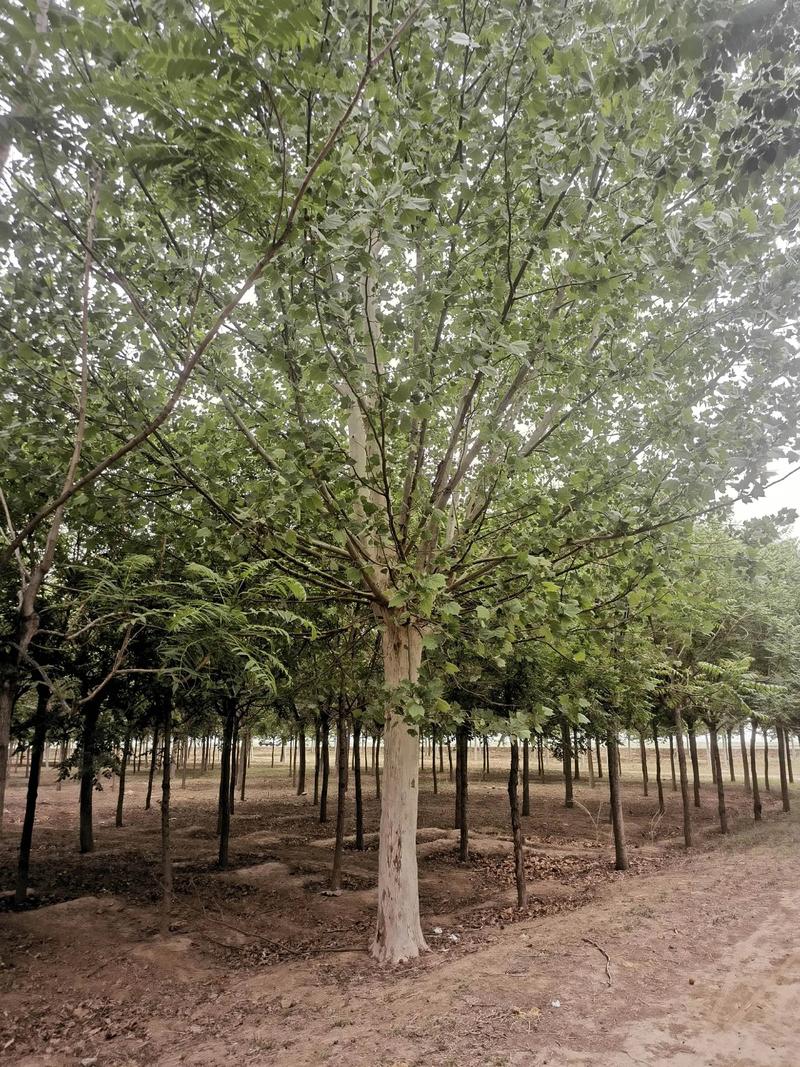 法桐树能种在自家院吗?庭院种植全攻略 栽前处理:修剪与消毒