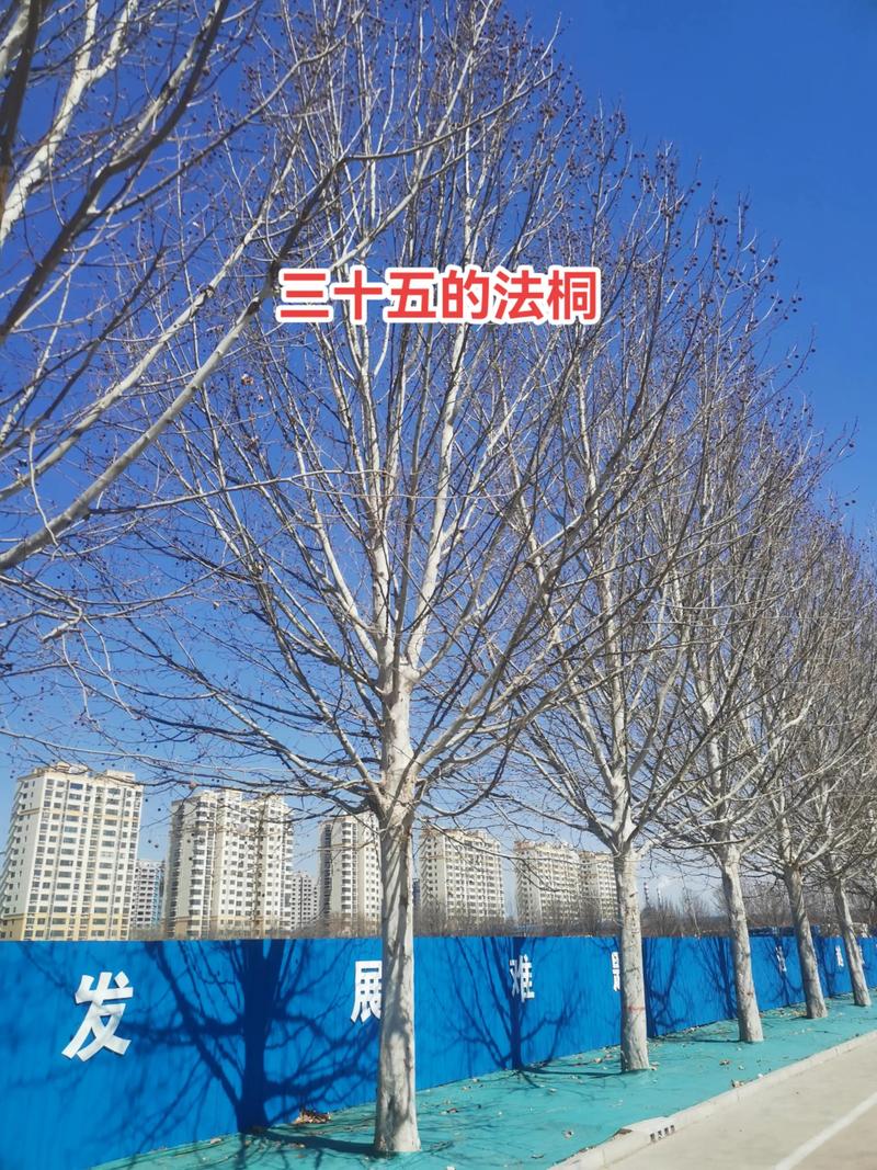 法桐树能种在自家院吗?庭院种植全攻略 浇定根水:边栽边浇,一次浇透