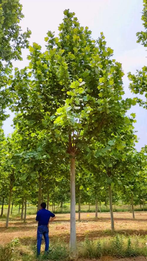 法桐树能种在自家院吗?庭院种植全攻略 常见误区与FAQ