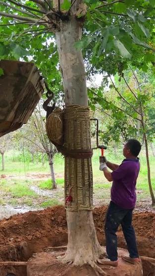 法桐树能种在自家院吗?庭院种植全攻略 总结:法桐庭院种植核心要点