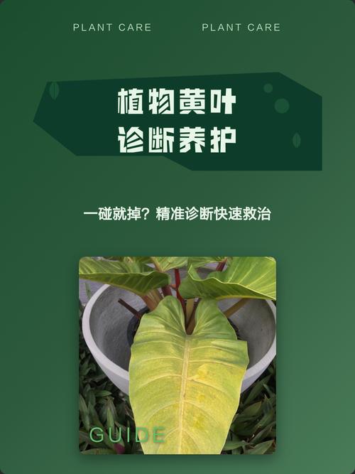 采光与通风的树形调整