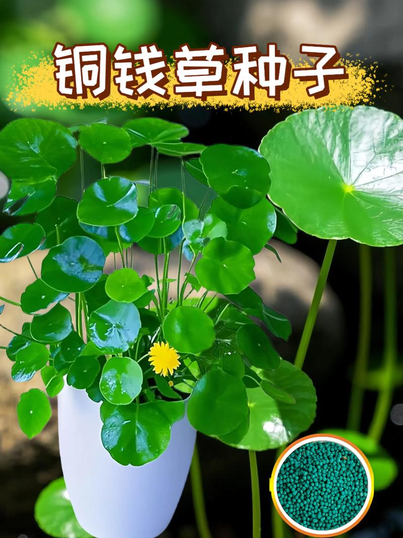 铜钱草种子养护指南:从播种到爆盆的实用技巧 施肥:薄肥勤施,以氮肥为主