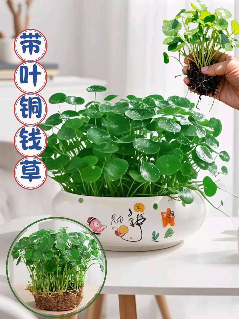 铜钱草种子养护指南:从播种到爆盆的实用技巧 越冬越夏:温度是关键,冬季保暖,夏季降温