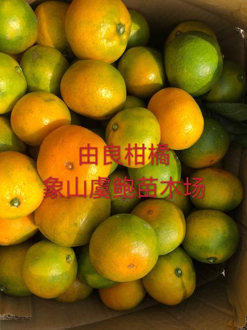 由良柑橘苗多少钱一颗?2026年最新价格与选购指南 价格总表:五大因素汇总