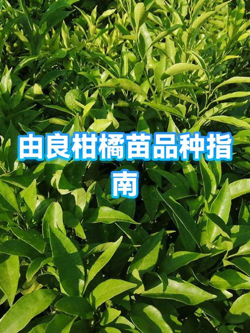 由良柑橘苗多少钱一颗?2026年最新价格与选购指南 由良柑橘品种特性与种植要点