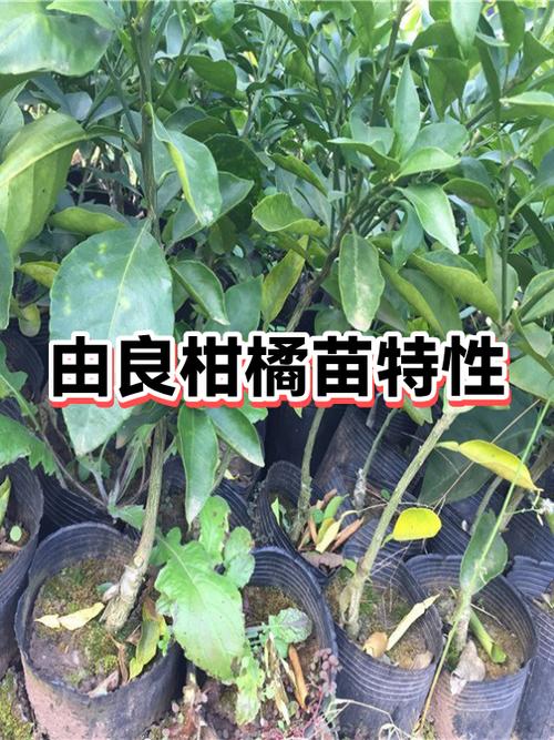 由良柑橘苗多少钱一颗?2026年最新价格与选购指南 采购质量判断标准:一看嫁接口、二看根系、三看苗龄