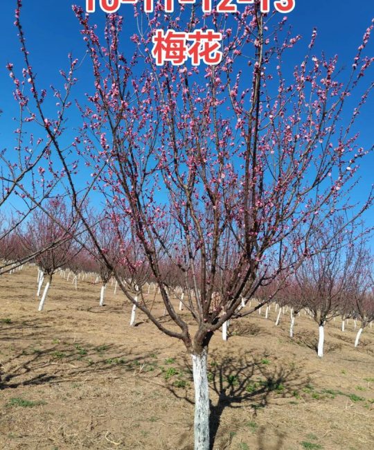 梅花果实可以种植吗？手把手教你从种子种出梅花苗