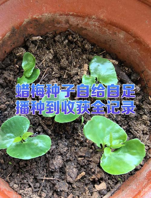 梅花果实可以种植吗?手把手教你从种子种出梅花苗 五、浇定根水:浇透,但别积水