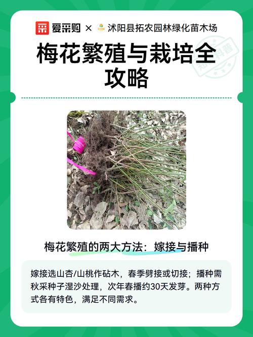 梅花果实可以种植吗?手把手教你从种子种出梅花苗 七、成活注意事项:出苗后要看紧