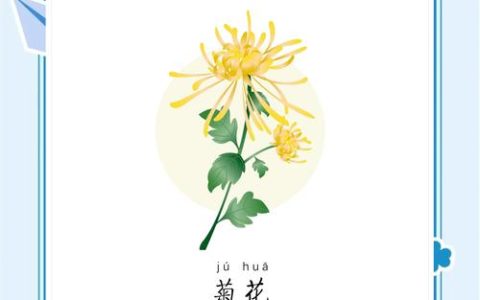 菊花代表什么品质？深入解析菊花的品格象征与家庭园艺栽培指南