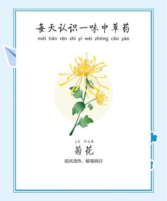 菊花代表什么品质？深入解析菊花的品格象征与家庭园艺栽培指南