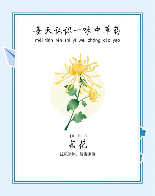 菊花代表什么品质?深入解析菊花的品格象征与家庭园艺栽培指南 1分钟掌握菊花养护核心要点